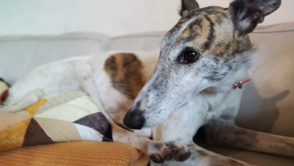 Update zu unserem Fräulein Smilla (Barsoi-Mix)